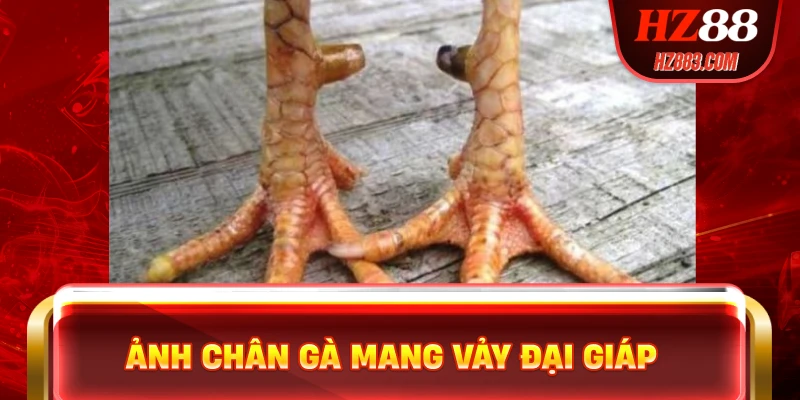 Ảnh chân gà mang vảy đại giáp