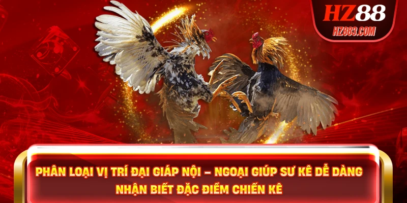Phân loại vị trí Đại Giáp Nội – Ngoại giúp sư kê dễ dàng nhận biết đặc điểm chiến kê